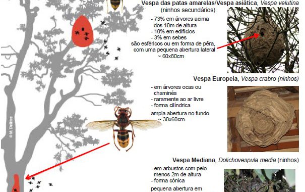 Como atuar perante um ninho de “Vespas Velutinas” (asiáticas)